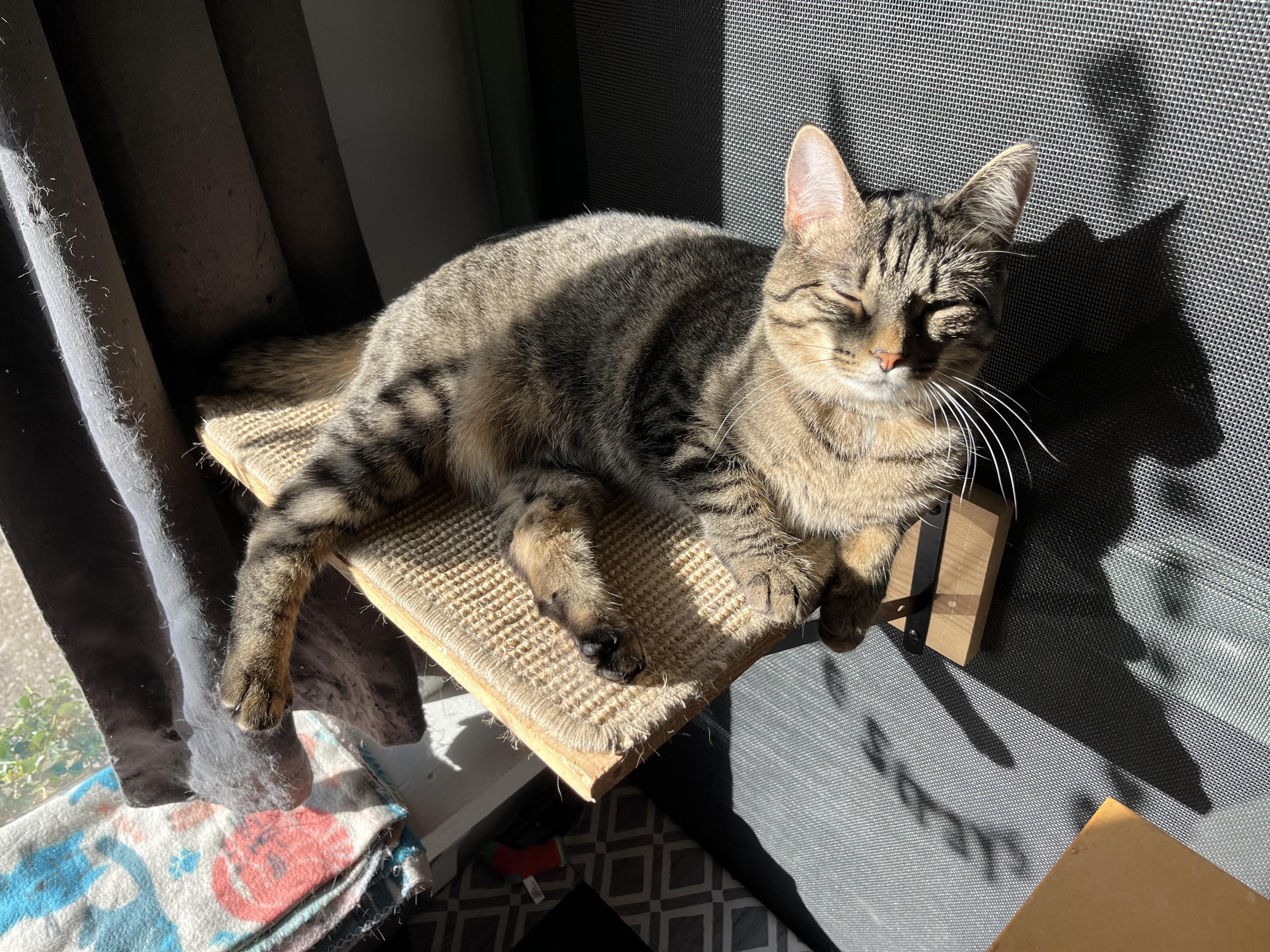 Missy, a Adoptable Tabby in Oberlin, OH image 4/5