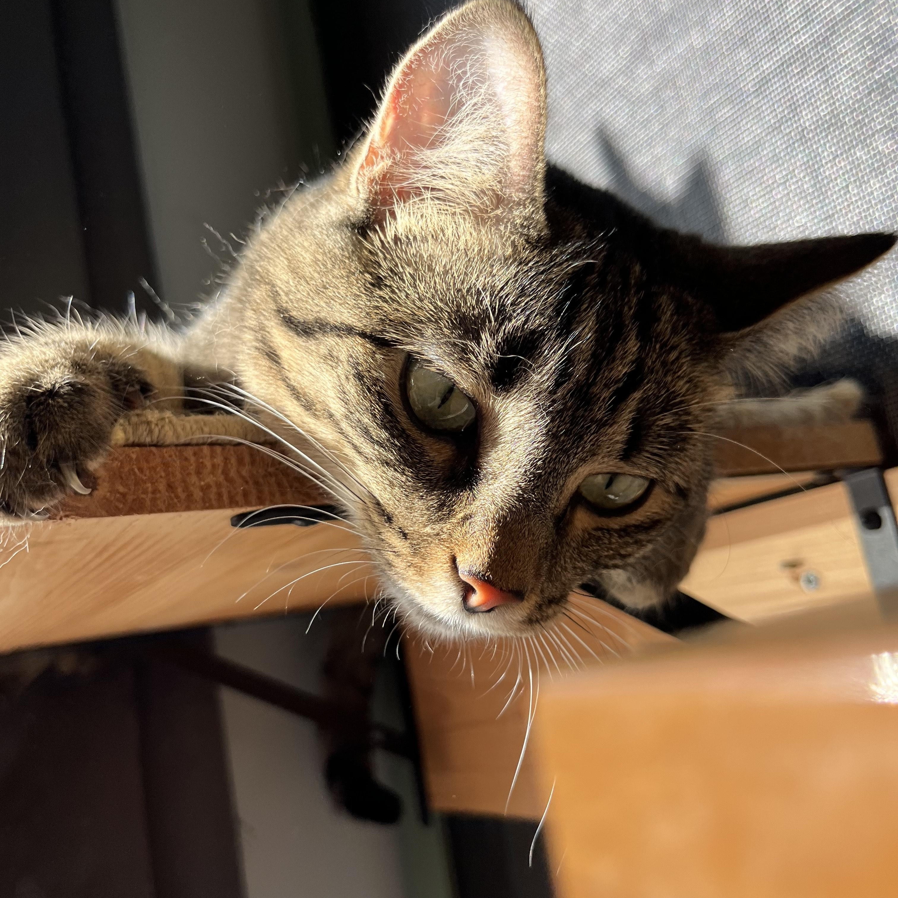 Missy, a Adoptable Tabby in Oberlin, OH image 3/5