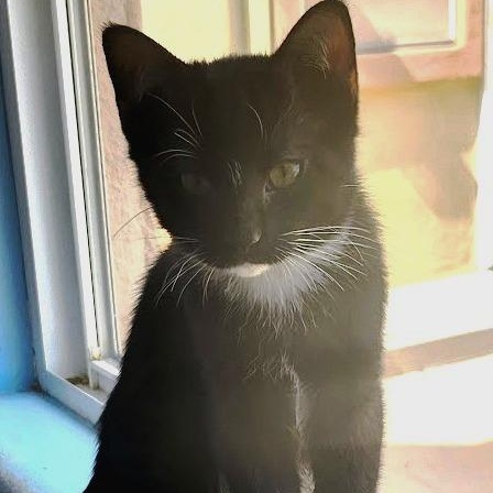 Teddy, ADOPTABLE, Young Male Domestic Medium Hair.