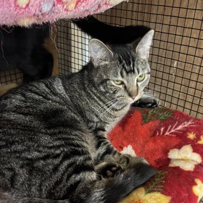 Baza, Adoptable, Kitten Female Domestic Short Hair & Domestic Short Hair.