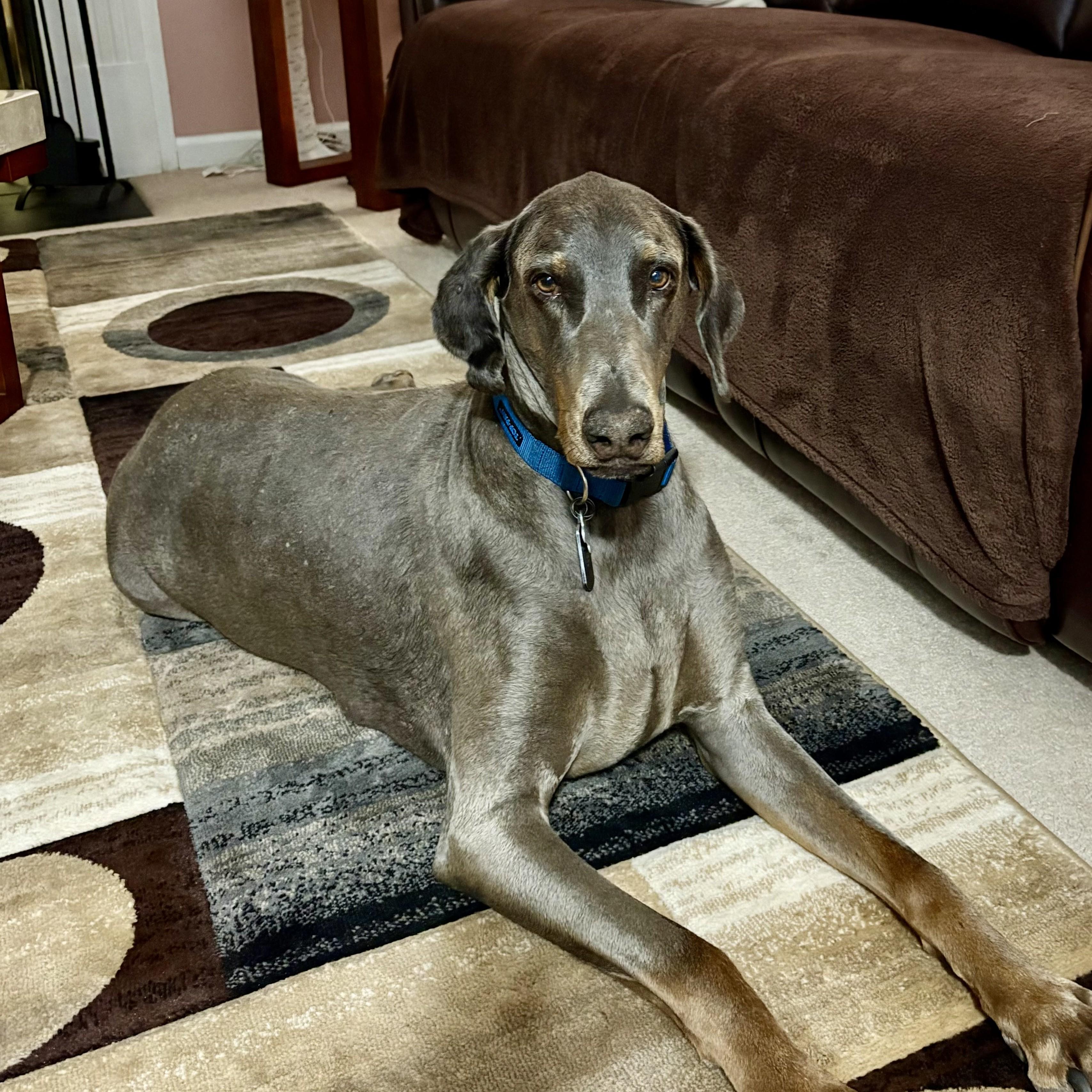 Duke, a Adoptable Doberman Pinscher in Buffalo, NY image 2/6