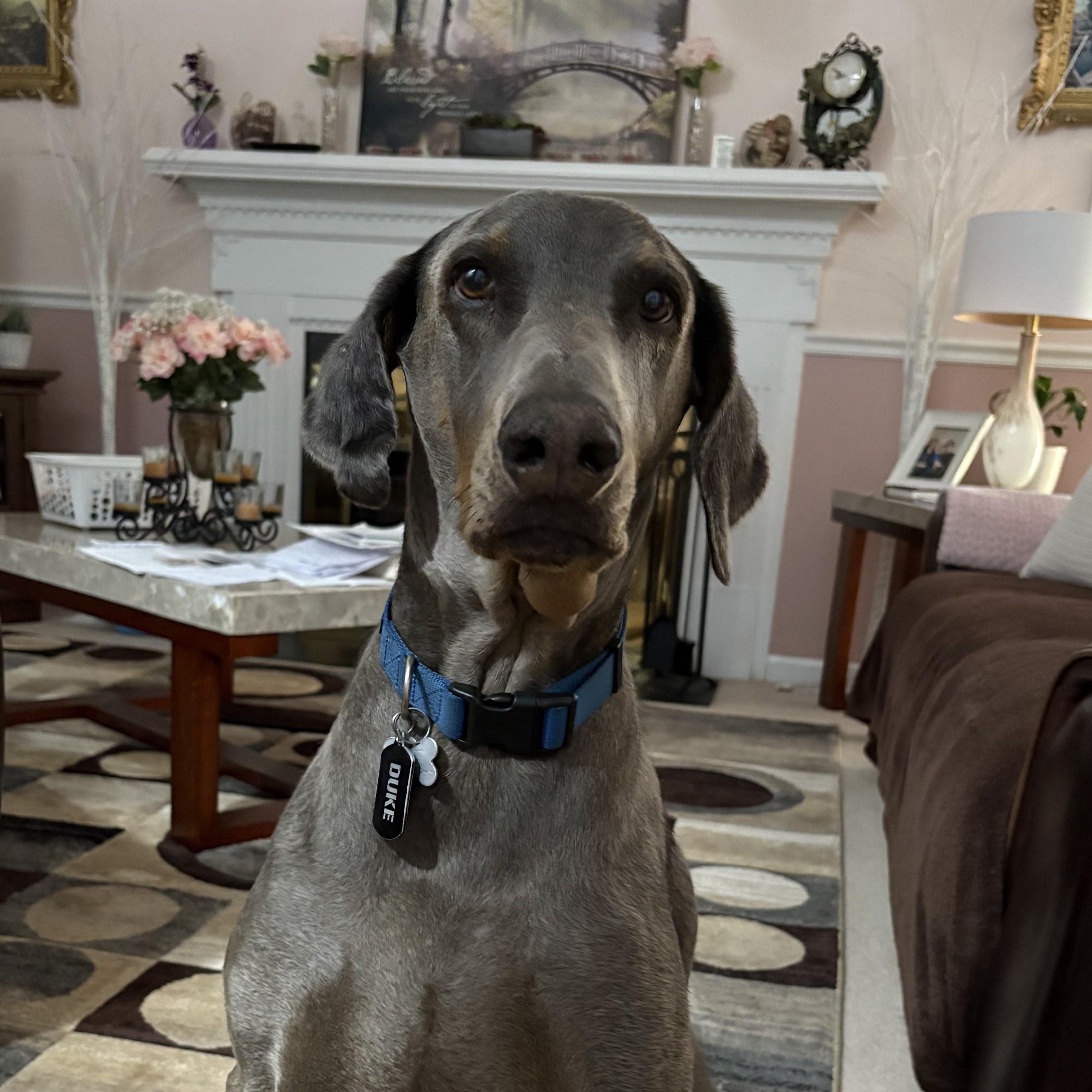 Duke, a Adoptable Doberman Pinscher in Buffalo, NY image 1/6