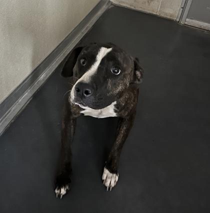 Ariel, Adoptable, Adult Female Terrier.