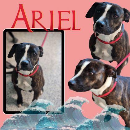 Ariel, Adoptable, Adult Female Terrier.
