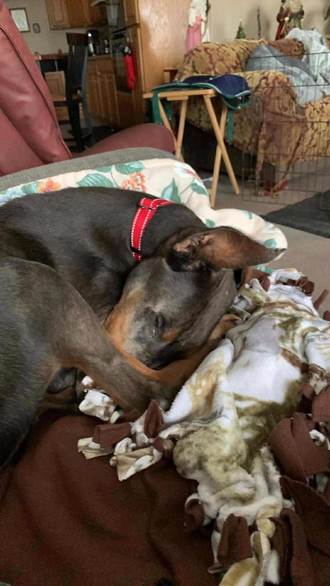 Enlarge Bruce, a ADOPTABLE Doberman Pinscher in Matthews, NC image 2/2