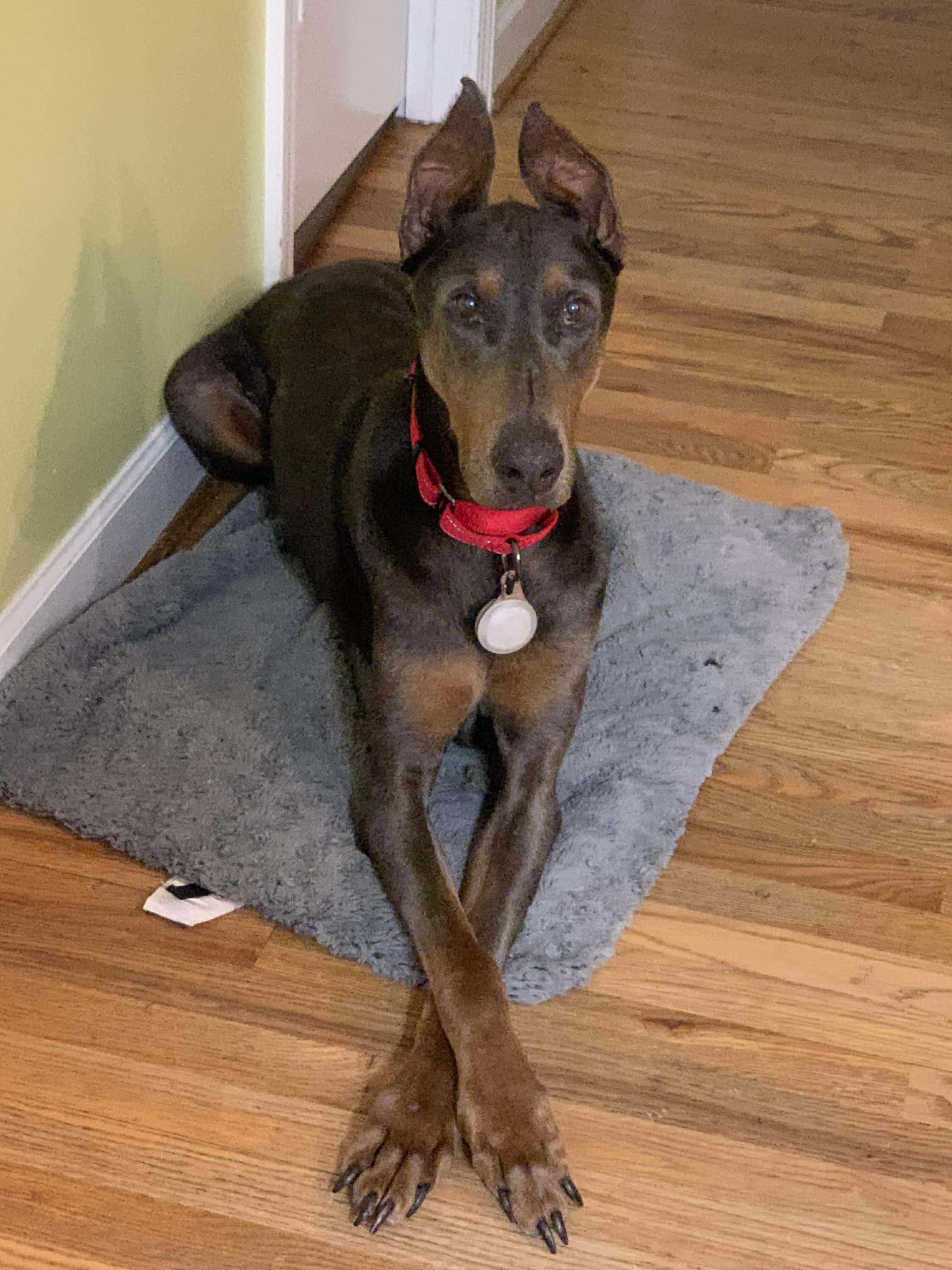 Bruce, ADOPTABLE, Adult Male Doberman Pinscher.