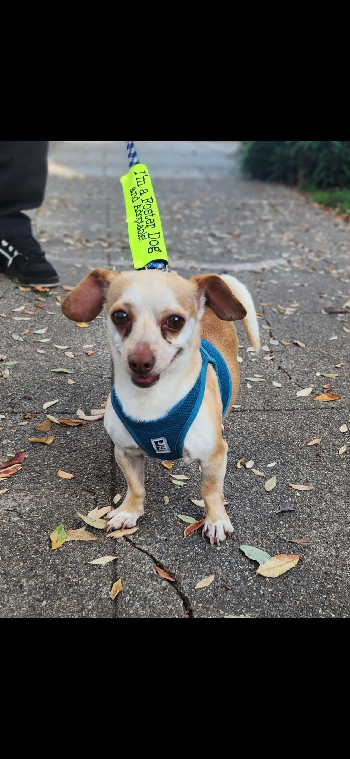 Enlarge Peanut , an adopted mixed breed in Hayward, CA image 4/4