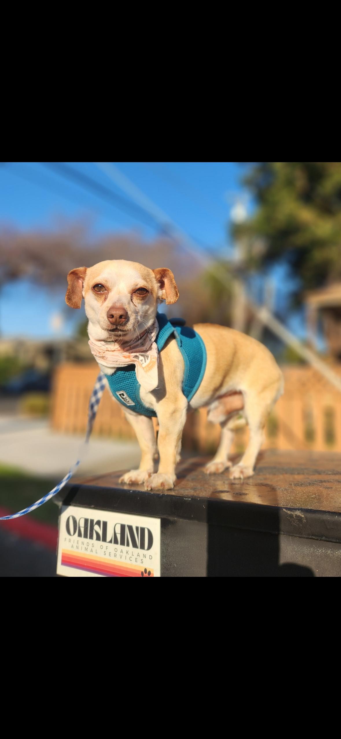 Enlarge Peanut , an adopted mixed breed in Hayward, CA image 2/4