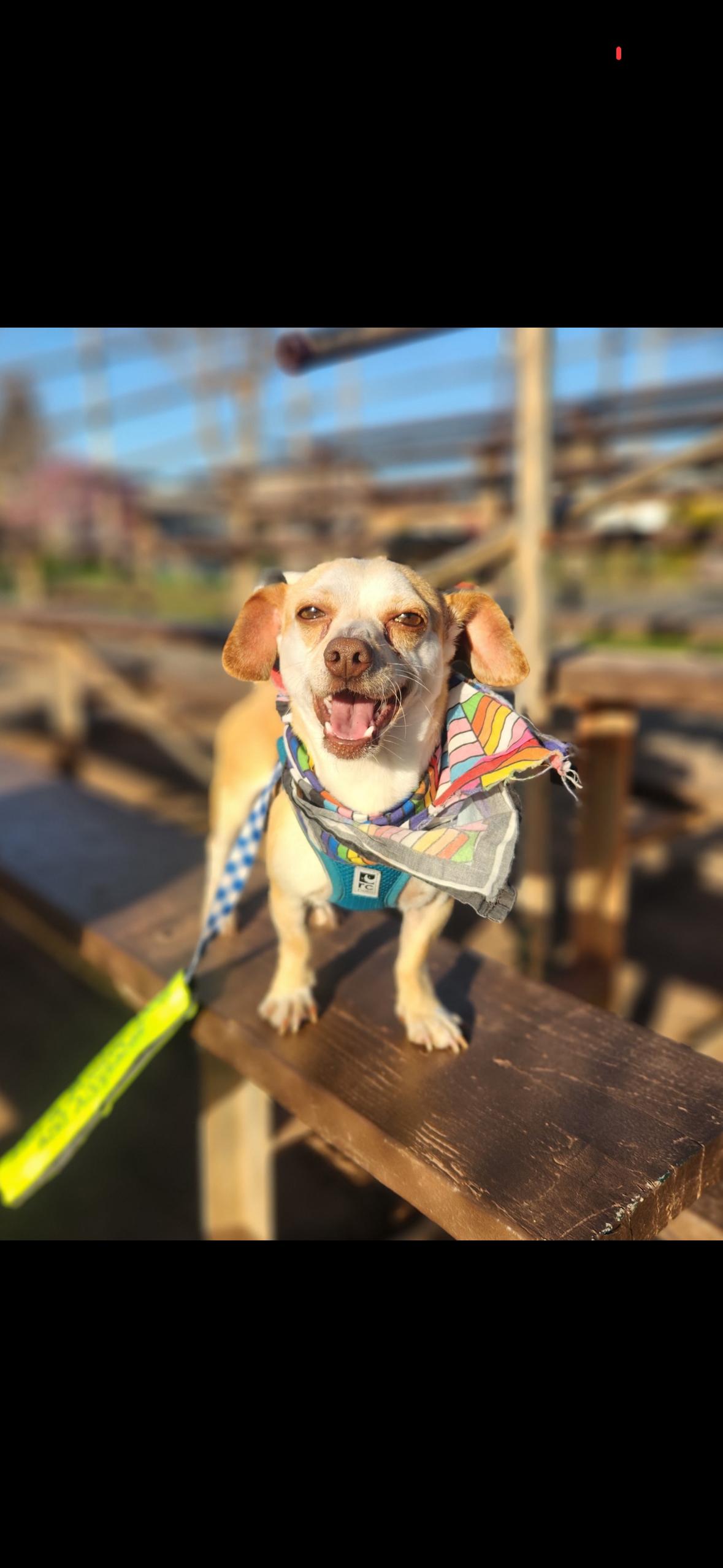 Enlarge Peanut , an adopted mixed breed in Hayward, CA image 1/4