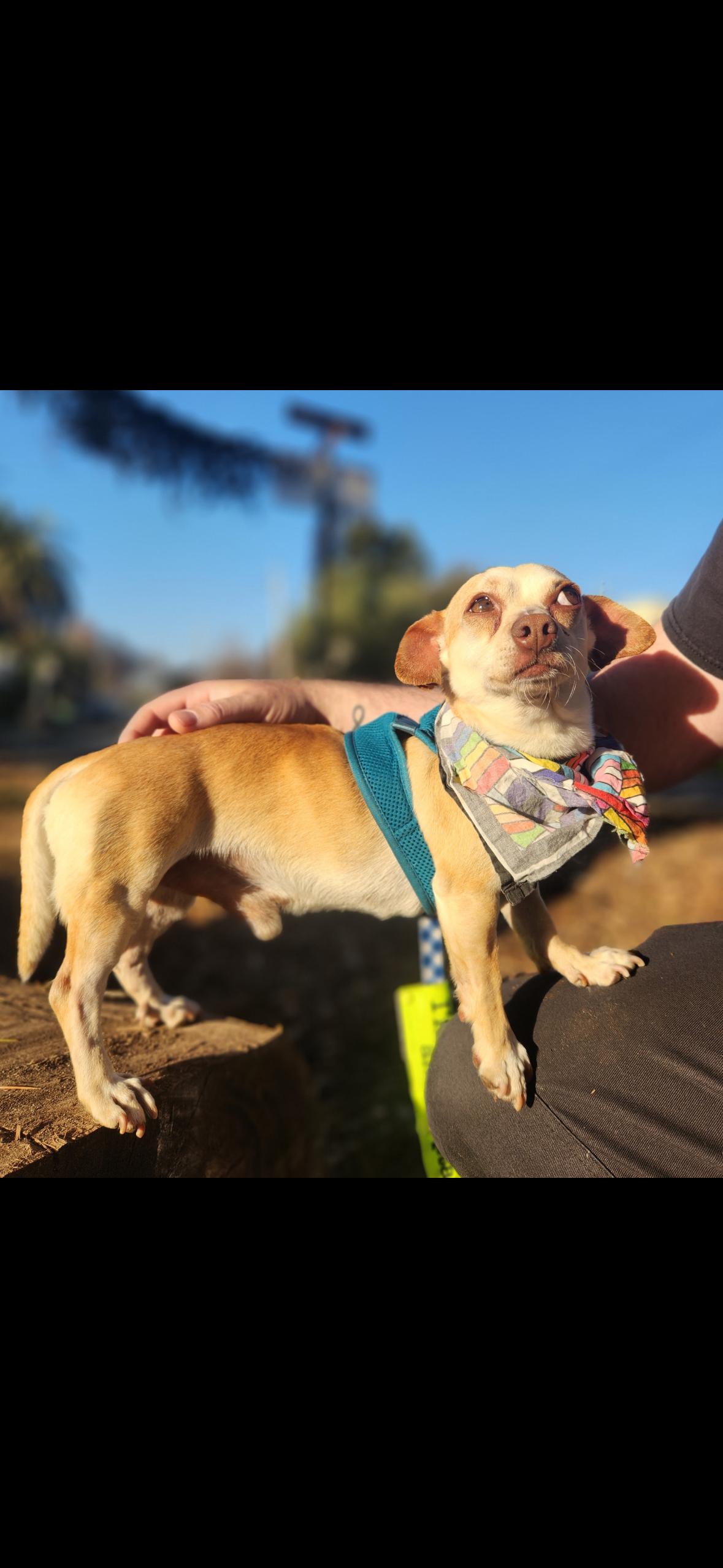 Enlarge Peanut , an adopted mixed breed in Hayward, CA image 3/4