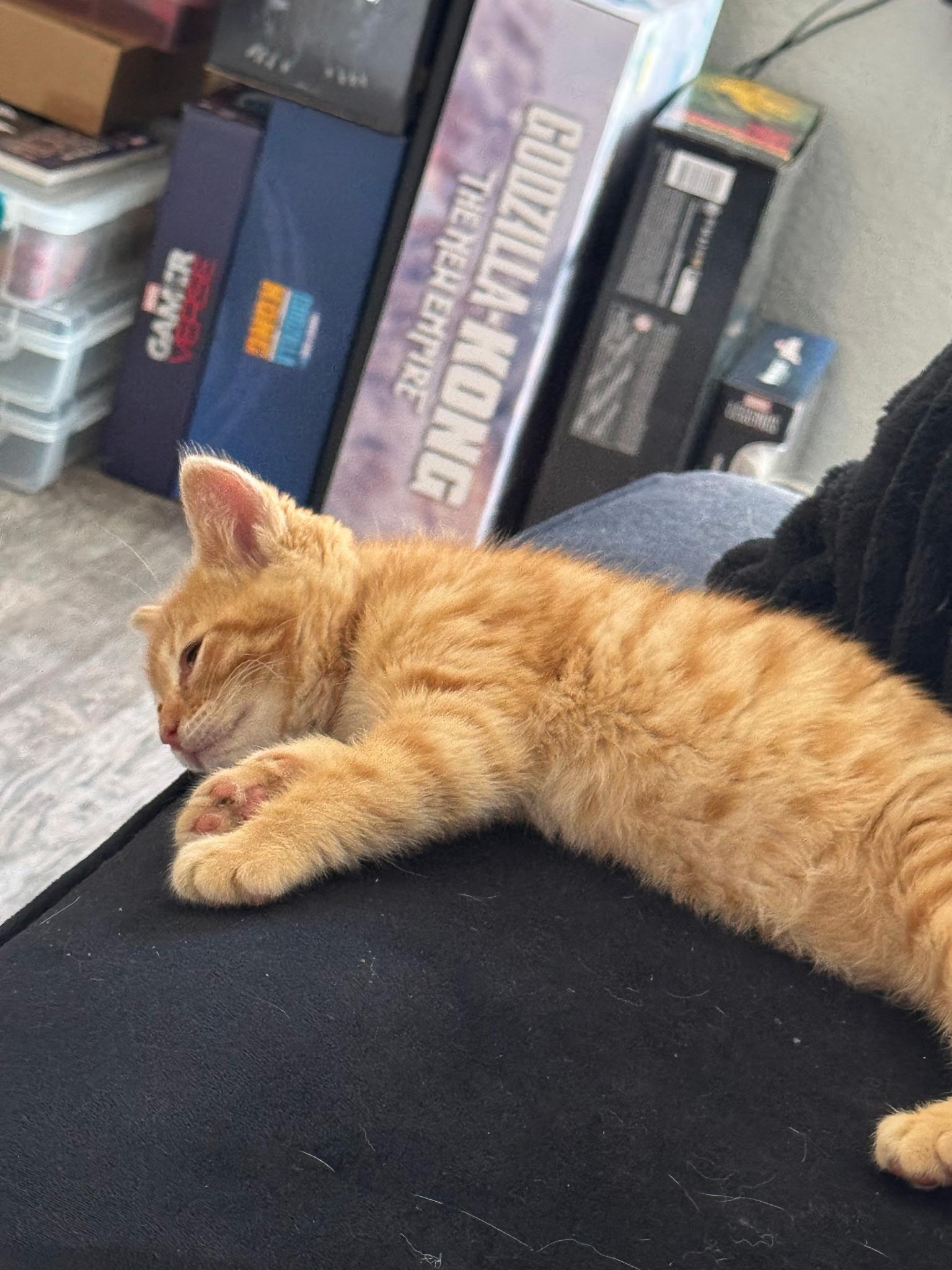 Junior, a ADOPTABLE Domestic Short Hair in Long Beach, CA image 2/5