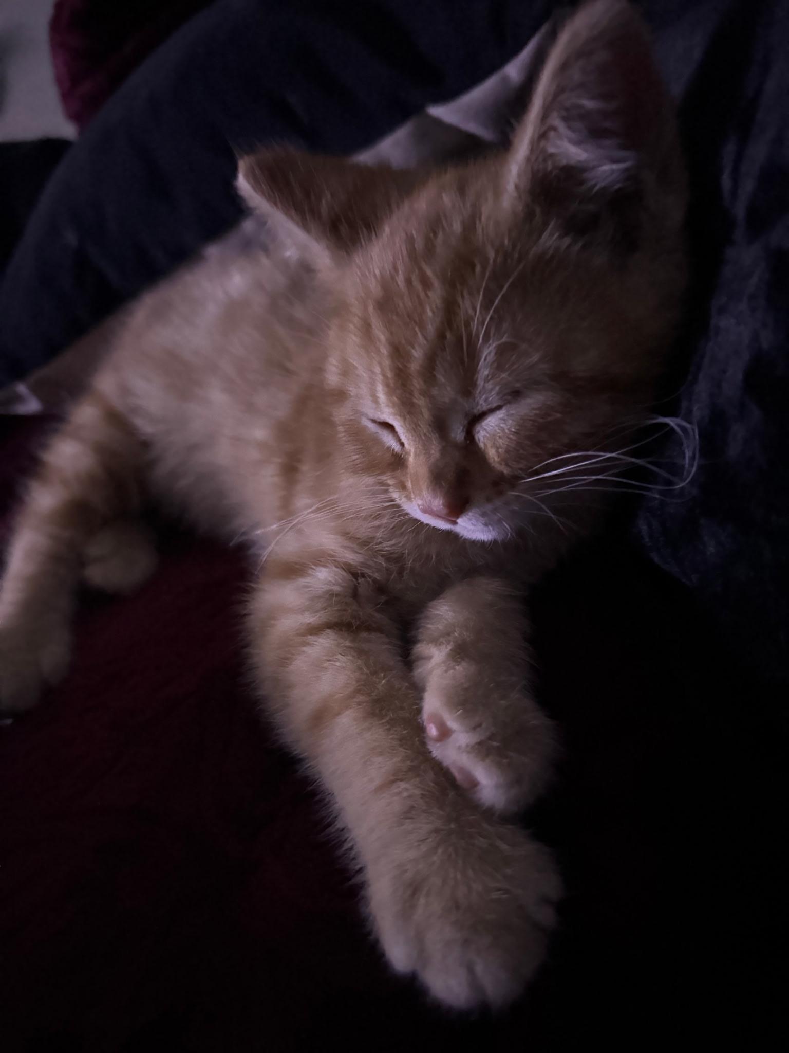 Junior, a ADOPTABLE Domestic Short Hair in Long Beach, CA image 5/5