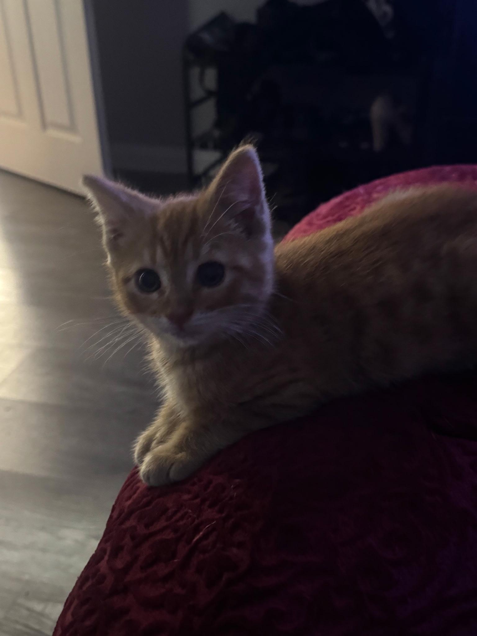 Junior, a ADOPTABLE Domestic Short Hair in Long Beach, CA image 3/5