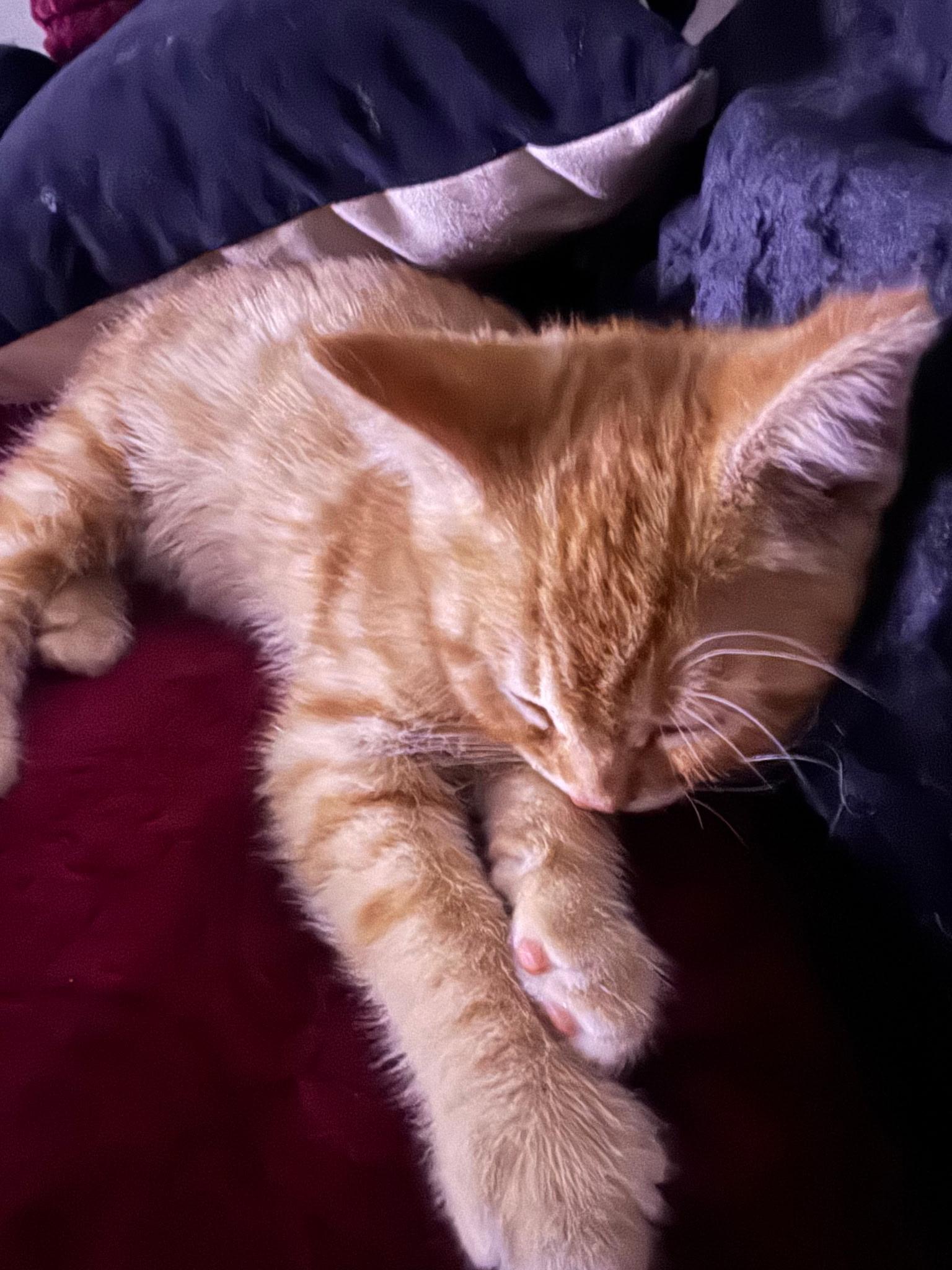 Junior, ADOPTABLE, Kitten Male Domestic Short Hair.