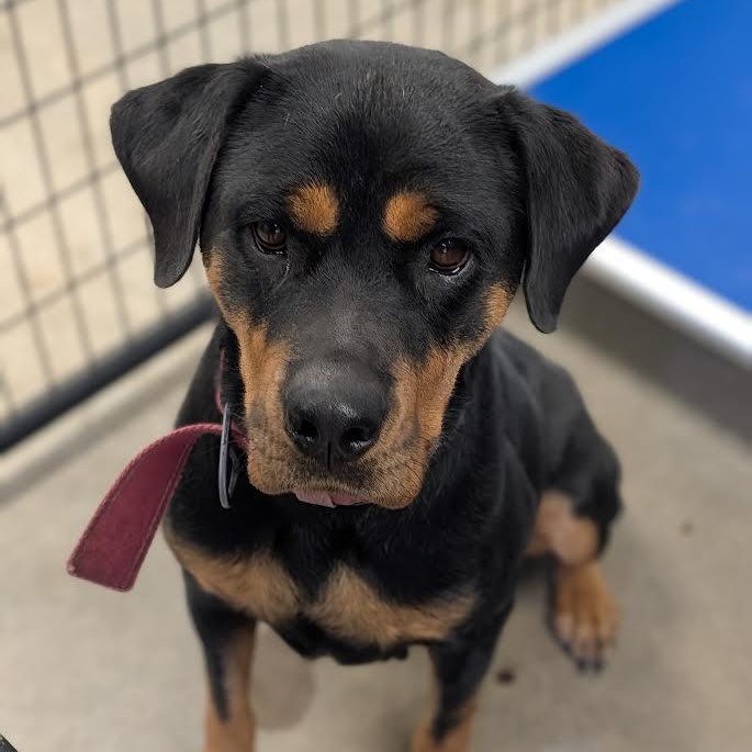 Enlarge Cheyanne, a Adoptable Rottweiler in Blue Earth, MN image 2/5