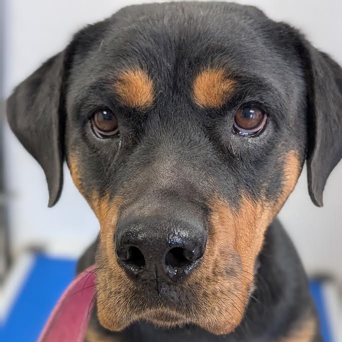 Enlarge Cheyanne, a Adoptable Rottweiler in Blue Earth, MN image 5/5