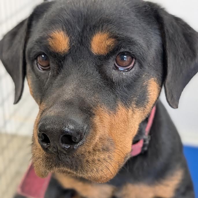 Enlarge Cheyanne, a Adoptable Rottweiler in Blue Earth, MN image 4/5