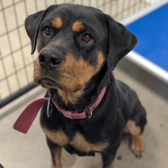 Cheyanne, Adoptable, Adult Female Rottweiler.