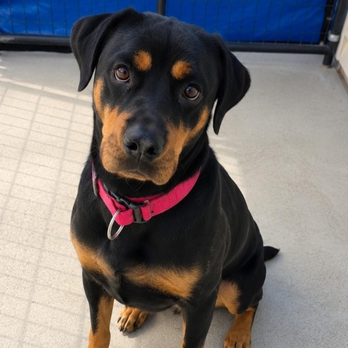 Enlarge Cheyanne, a Adoptable Rottweiler in Blue Earth, MN image 3/5