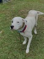 Meet Adorable Spot who has lived with a family all of his 7 years