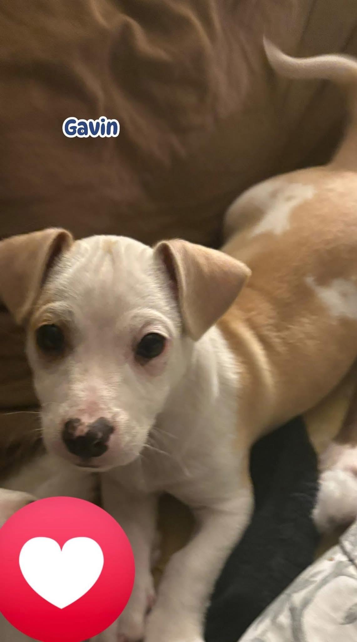 Gavin, adopted, Puppy Male Jack Russell Terrier & Chihuahua.