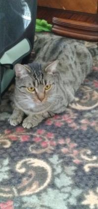 Enlarge Maui, a Adoptable Domestic Short Hair in New Freedom, PA image 1/1