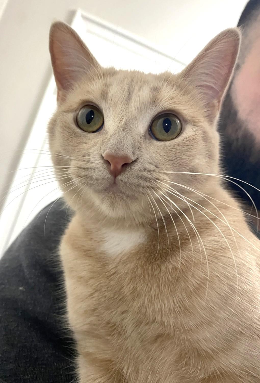 Olivia, Young Female unknown