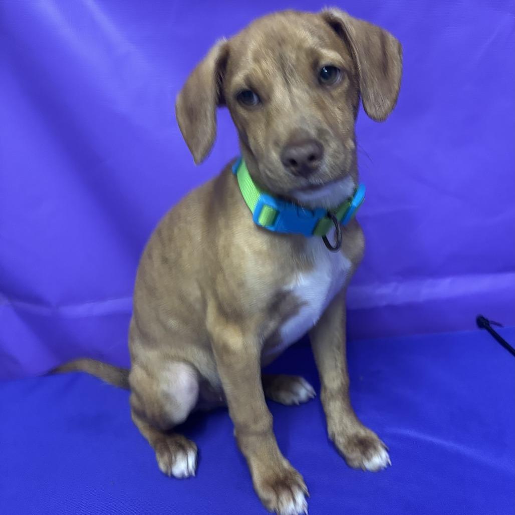 Enlarge Tick, a Adoptable mixed breed in North Myrtle Beach, SC image 1/1