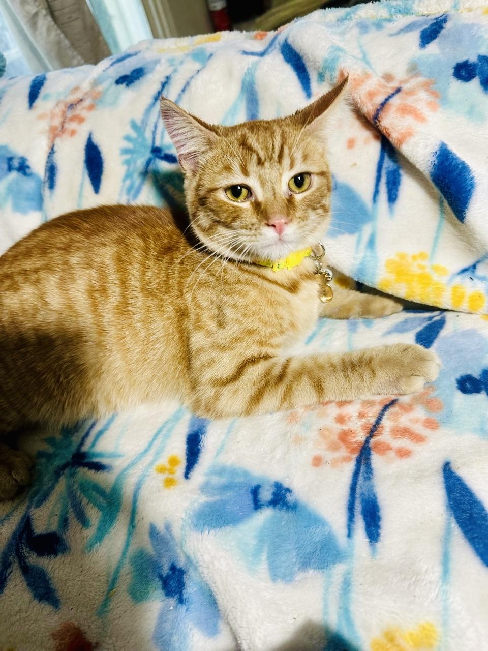 Enlarge Godie, a Adoptable American Shorthair in Sacramento, CA image 1/1