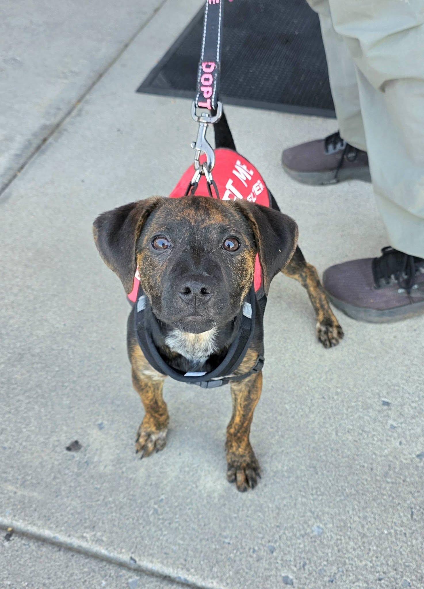 Enlarge Halo, an adopted mixed breed in Oak Ridge, TN image 3/6