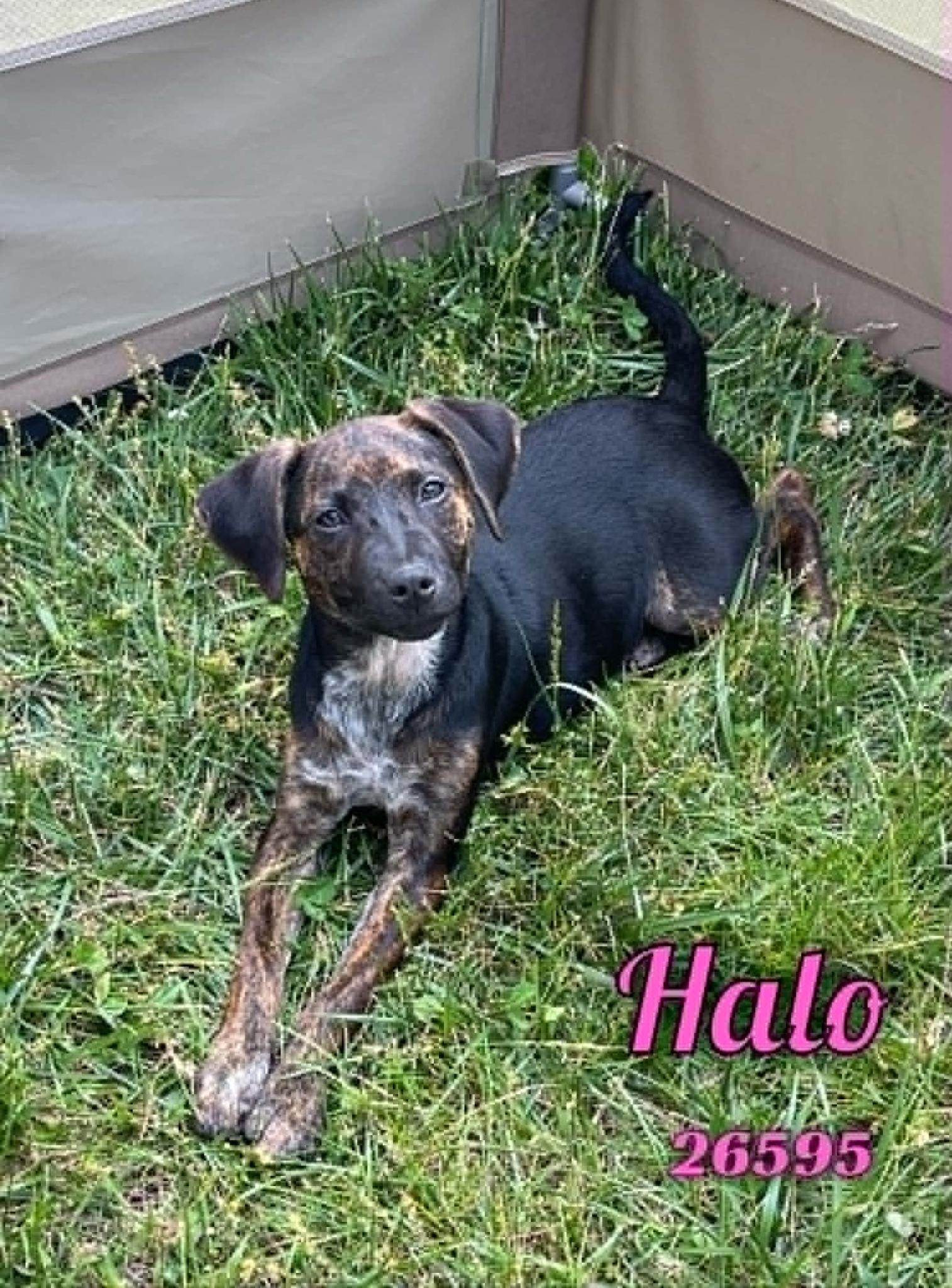 Enlarge Halo, an adopted mixed breed in Oak Ridge, TN image 5/6