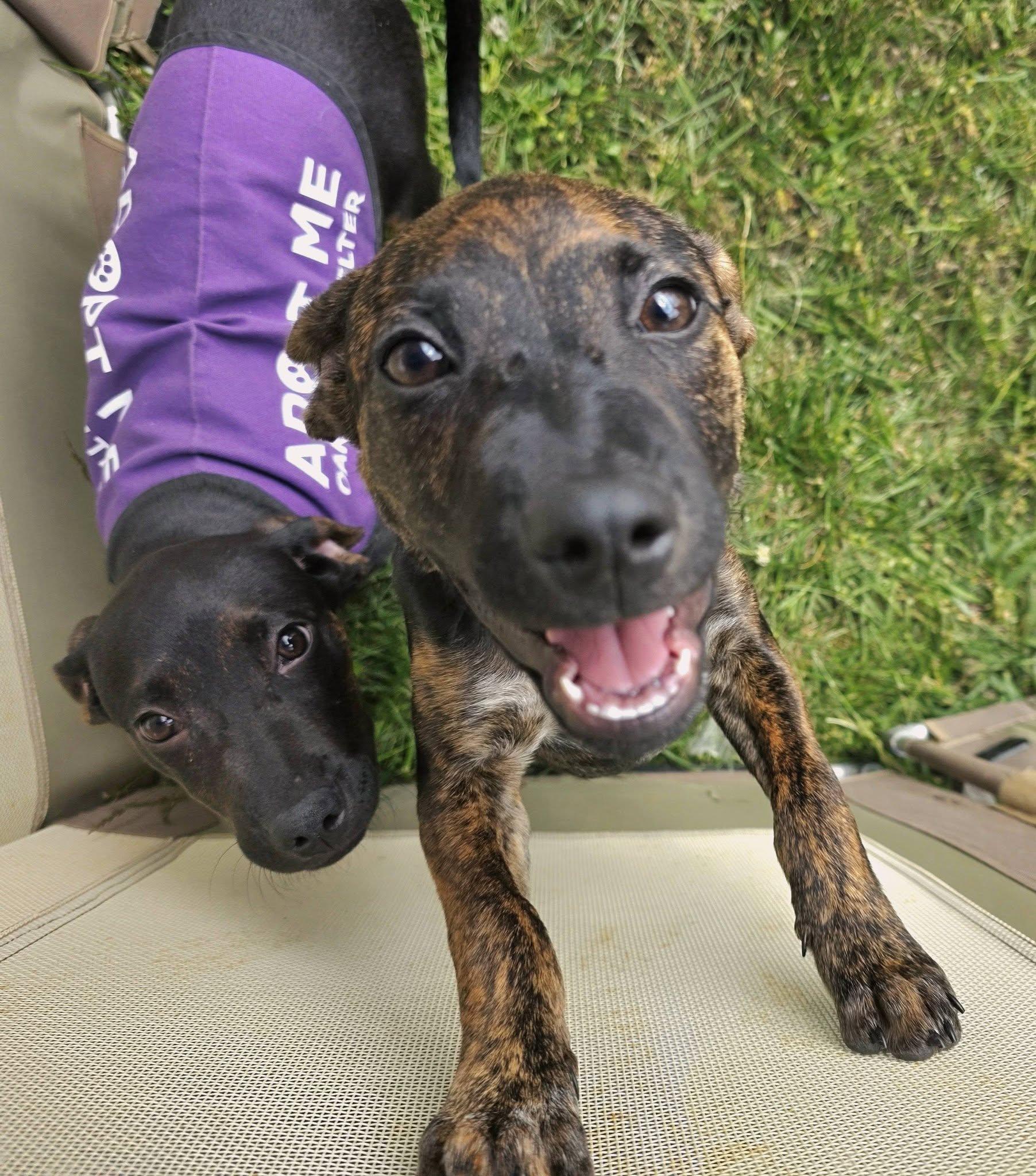 Enlarge Halo, an adopted mixed breed in Oak Ridge, TN image 6/6