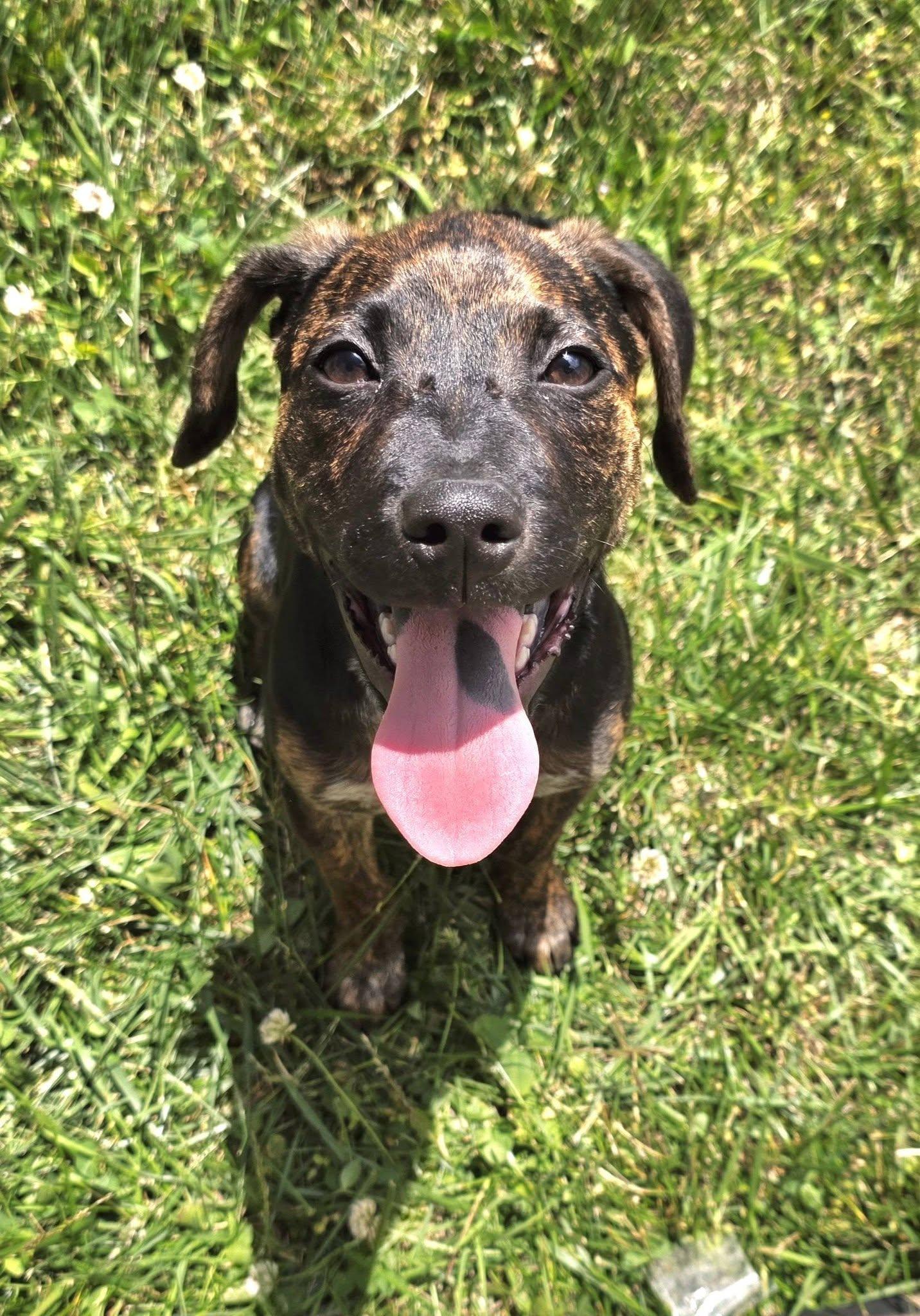 Enlarge Halo, an adopted mixed breed in Oak Ridge, TN image 4/6