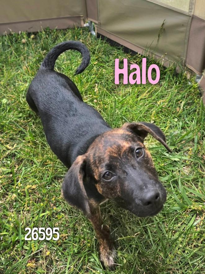 Halo, adopted, Puppy Female Hound.