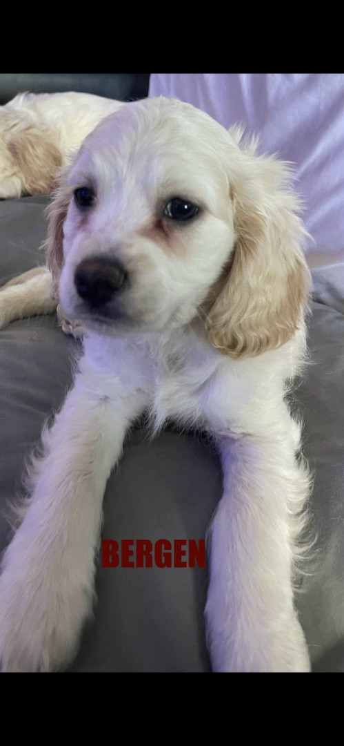 Golden Doodle Puppies