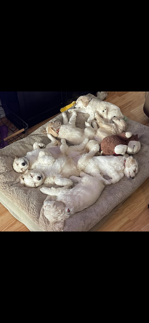 Golden Doodle Puppies 2