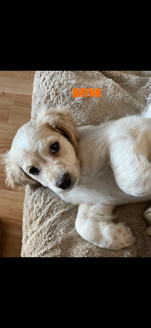 Golden Doodle Puppies 3