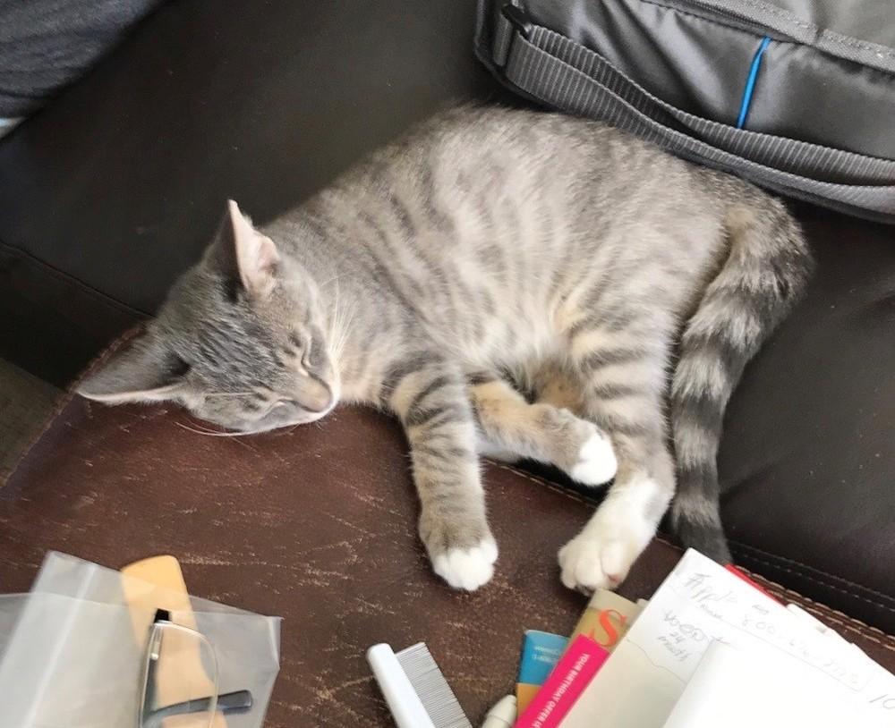 Buddy, Adopted, Young Male Domestic Short Hair.