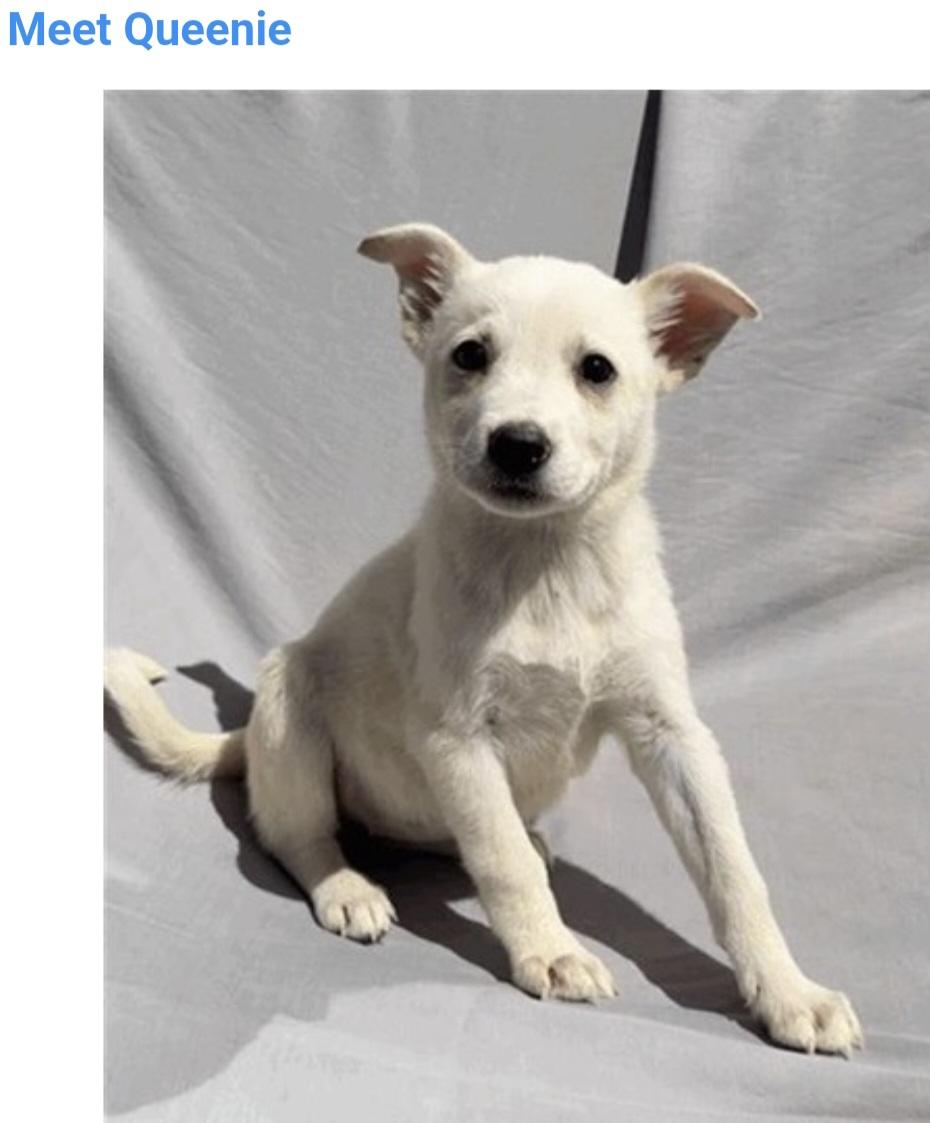 Queenie, Adoptable, Puppy Female Labrador Retriever & Cattle Dog.