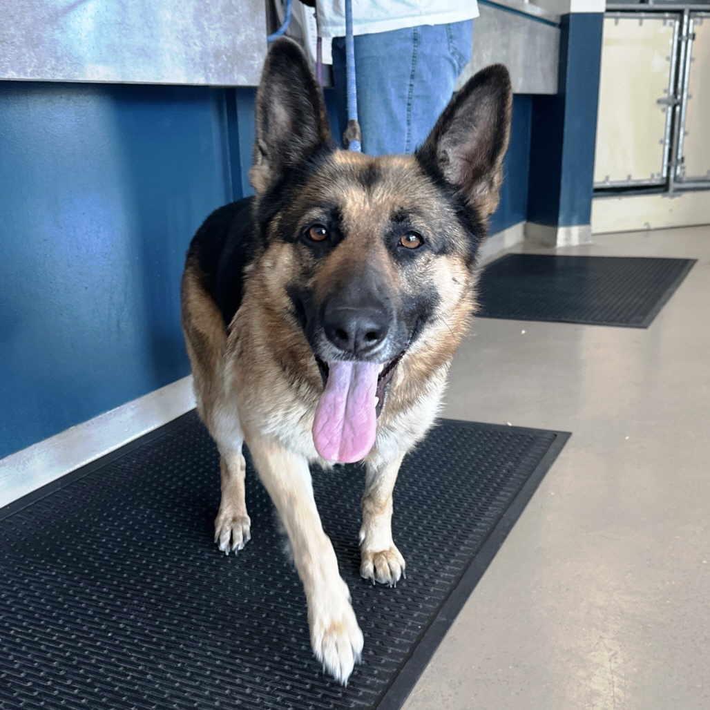 Enlarge Boba, a Adoptable German Shepherd Dog in Pleasant Grove, CA image 1/2