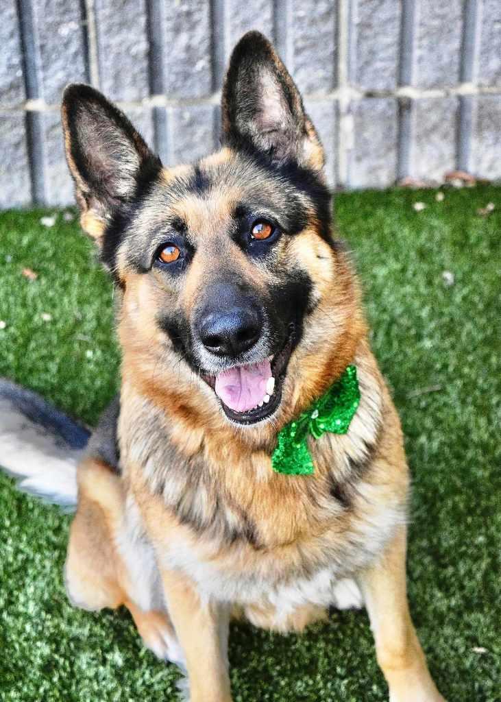 Boba, Adult Female German Shepherd Dog