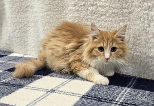 Enlarge Georgie, an adopted Domestic Long Hair in Bucyrus, OH image 3/3