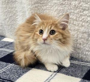 Enlarge Georgie, an adopted Domestic Long Hair in Bucyrus, OH image 2/3