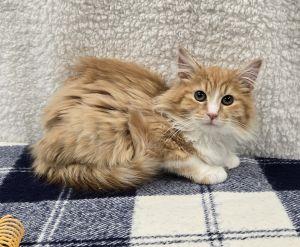 Enlarge Georgie, an adopted Domestic Long Hair in Bucyrus, OH image 1/3