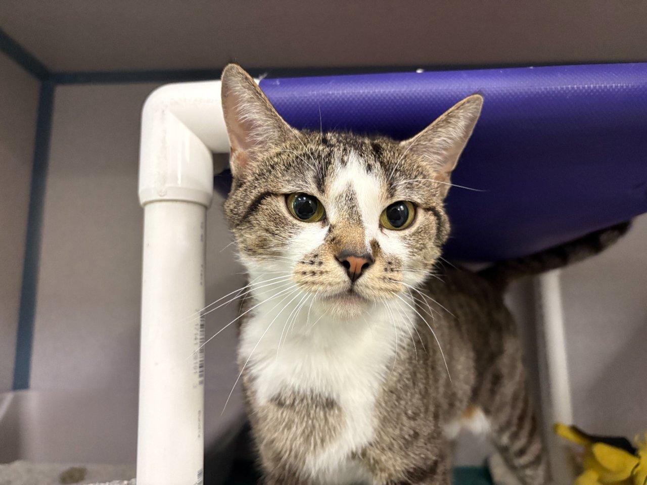 Prose, Adoptable, Adult Female Domestic Short Hair.