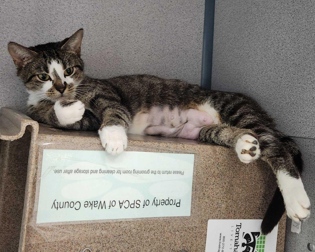 Prose, a Adoptable Domestic Short Hair in Raleigh, NC image 2/4