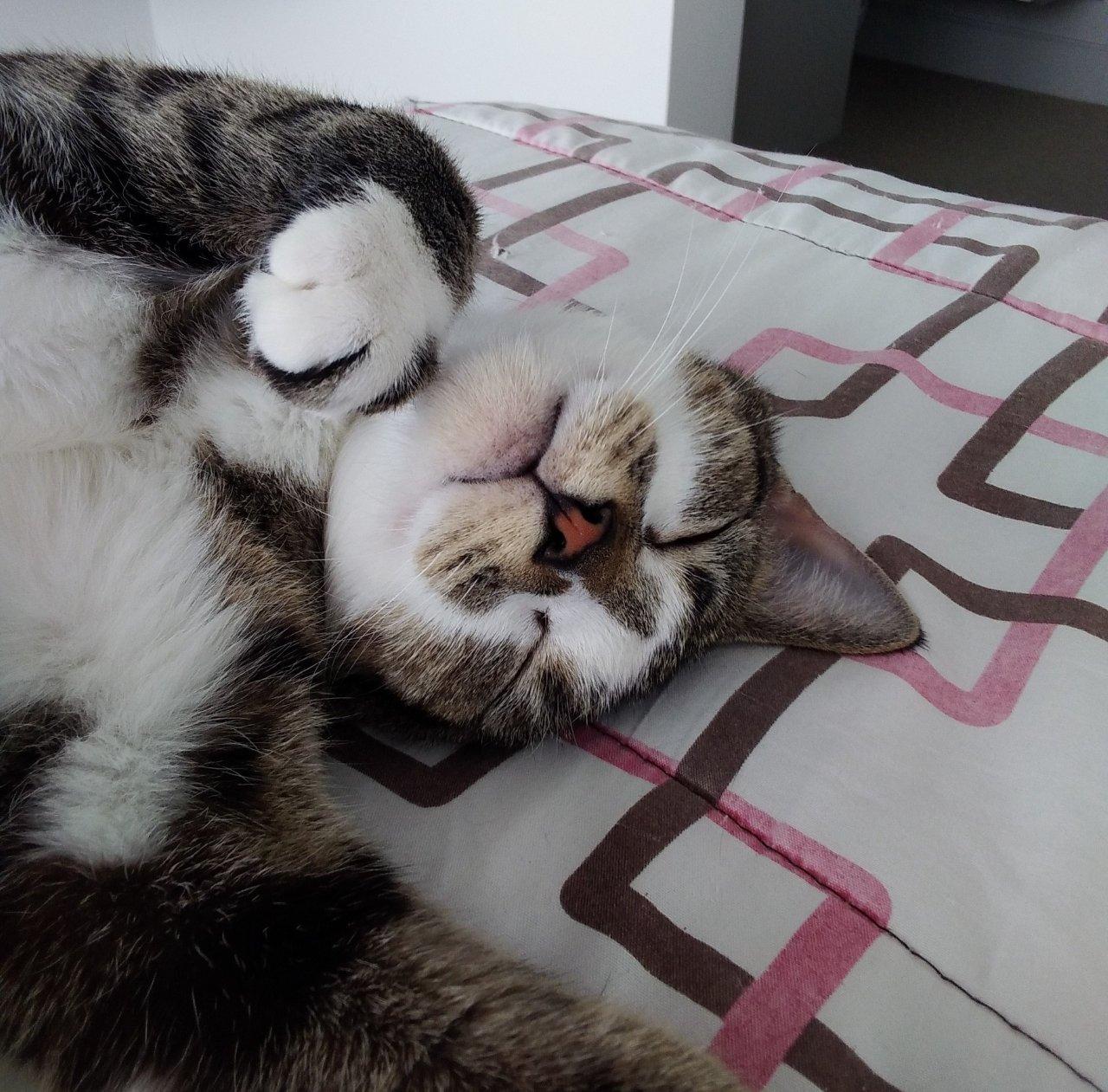 Prose, a Adoptable Domestic Short Hair in Raleigh, NC image 3/4