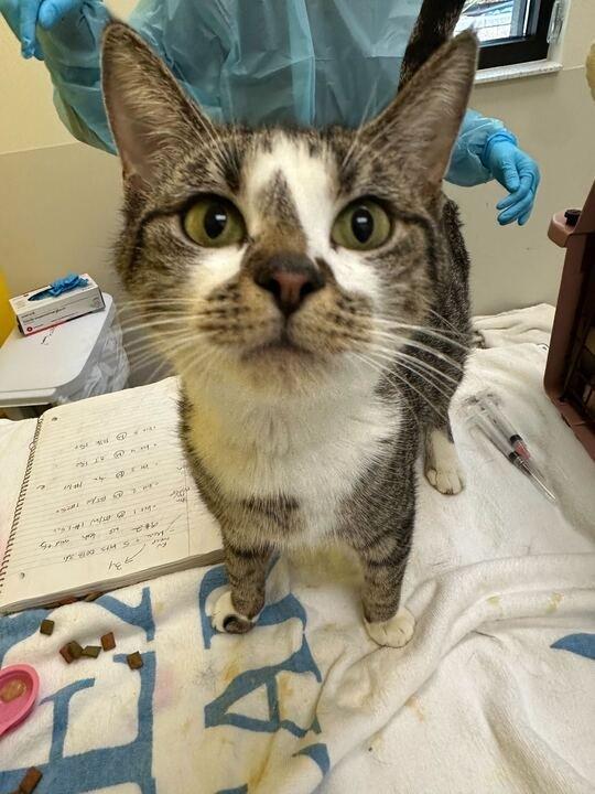 Prose, a Adoptable Domestic Short Hair in Raleigh, NC image 4/4