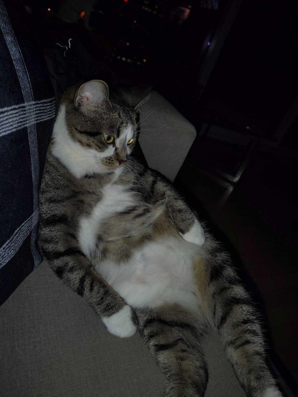 Enlarge Prose, a Adoptable Domestic Short Hair in Raleigh, NC image 5/5