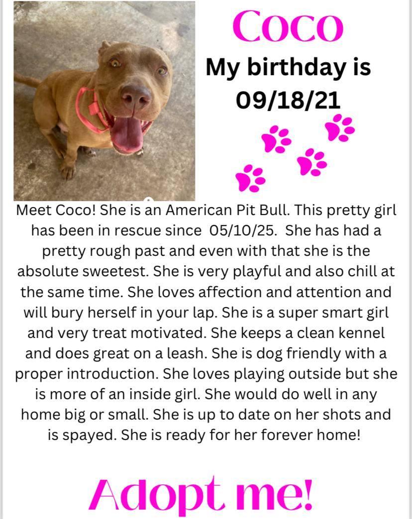 Coco — thumbnail 2